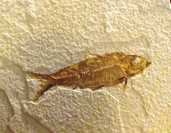 Fossil Fish where-to-find-fossil-fish