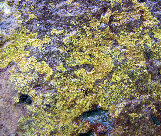 Carnotite