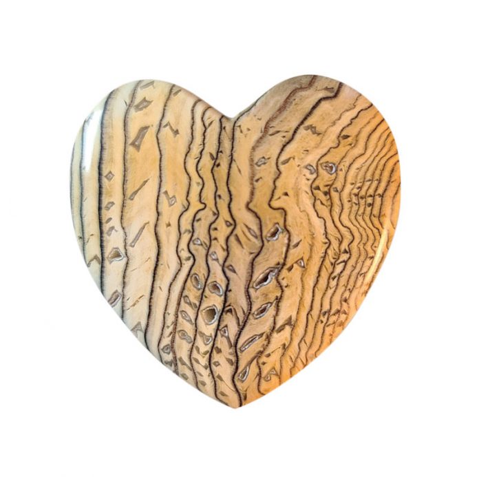 Hell's Canyon Petrified Wood hells-canyon-petrified-wood