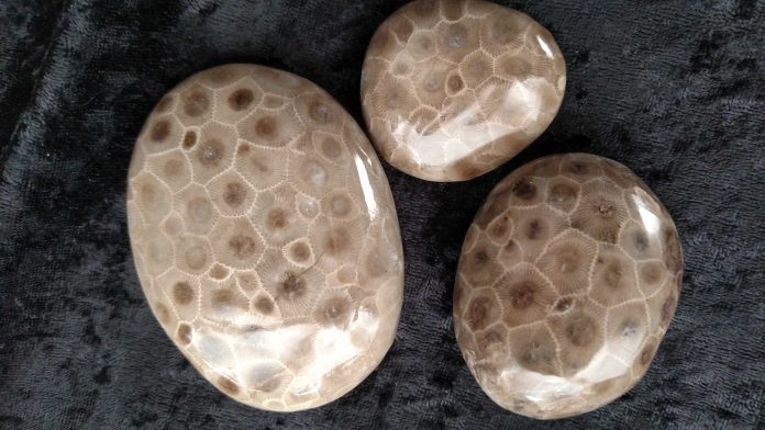 What are Petosky Stones what-are-petoskey-stones