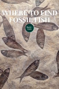 where-to-find-fossil-fish