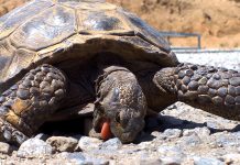 why-do-animals-eat-rocks