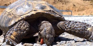 why-do-animals-eat-rocks