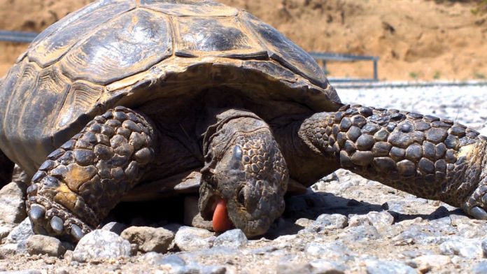 Tortoise why-do-animals-eat-rocks
