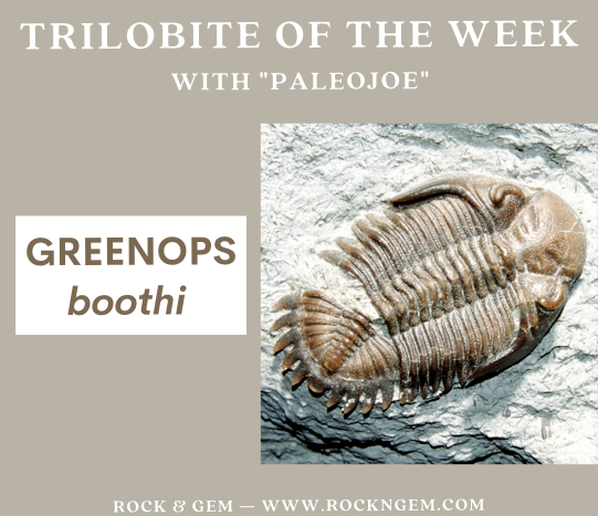 TrilobiteOfWeek 032321 Trilobite of the Week